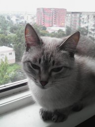 любовь любовь